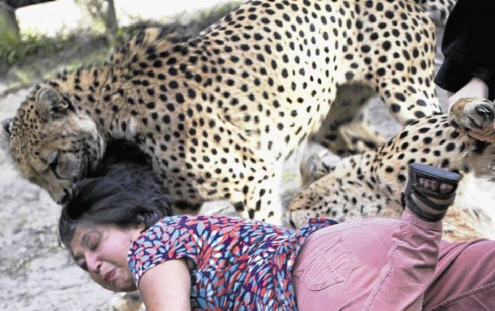 Horror At Safari Park British Woman Brutally Mauled By Tame