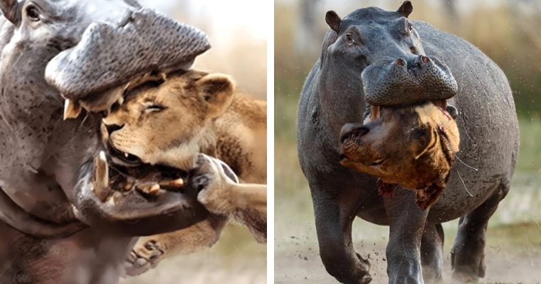 Watch the awesome feat of the hippo and the lion's head – Way Daily