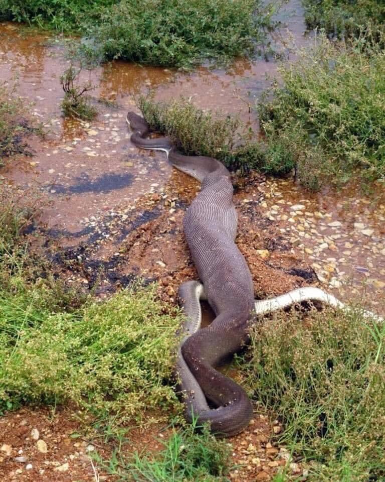 See a python swallow an Australian freshwater crocodile whole - Australian  Geographic