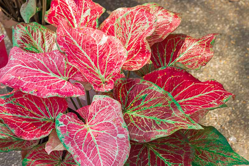 Caladium Care in Winter: How to Lift Corms for Winter Storage