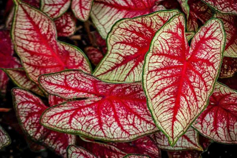 Caladium - growing and advice on caring for it