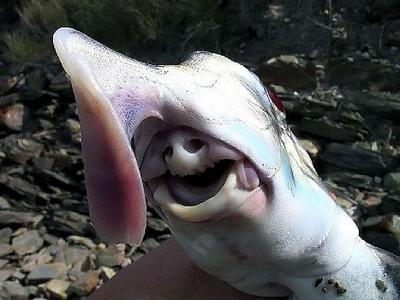 Shark Week Take Note: Ghost Sharks, With Their Elephant ‘Trunks,’ Are Unbelievably Fascinating Fish